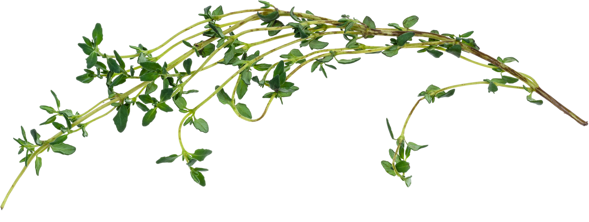 Fresh Thyme Twig 