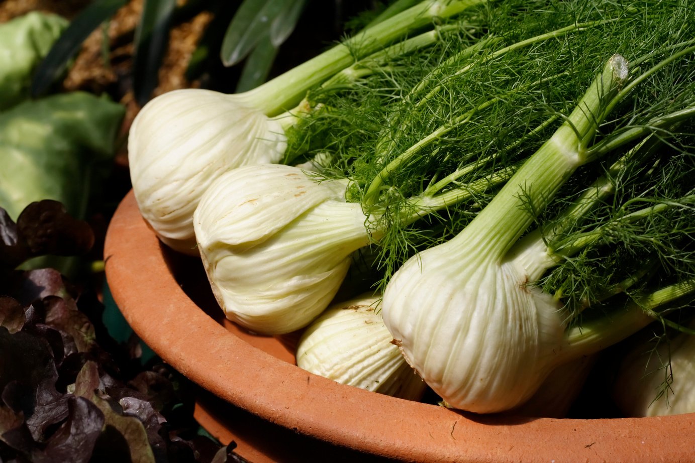 Fennel