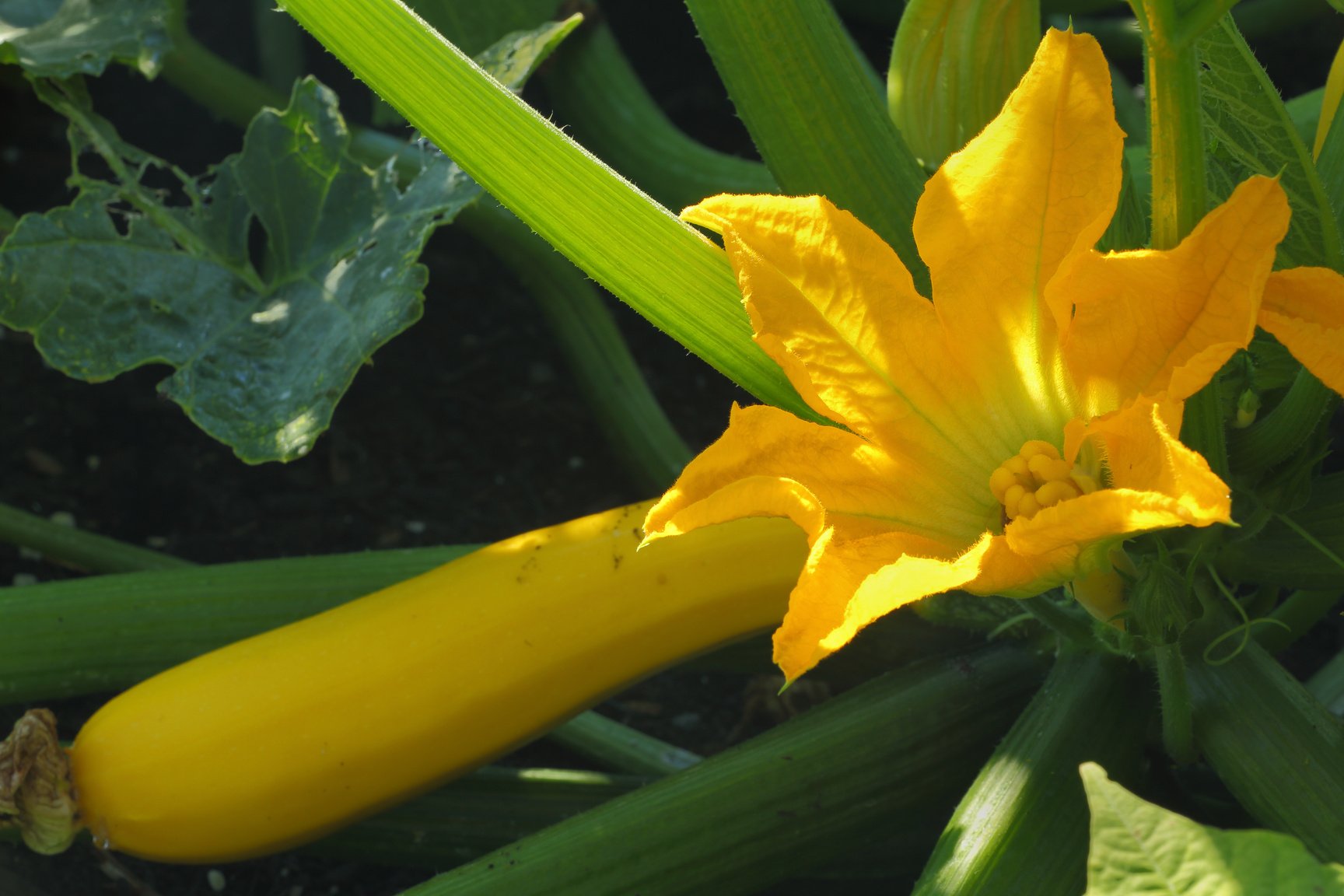 Squash Blossom