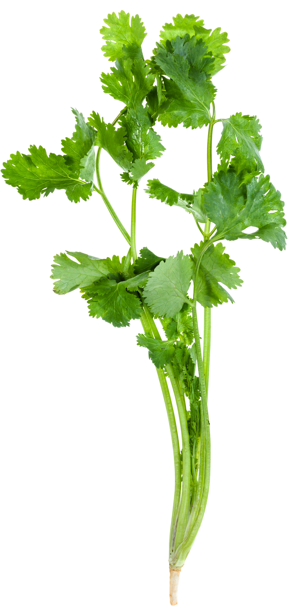 Twig of Fresh Green Cilantro